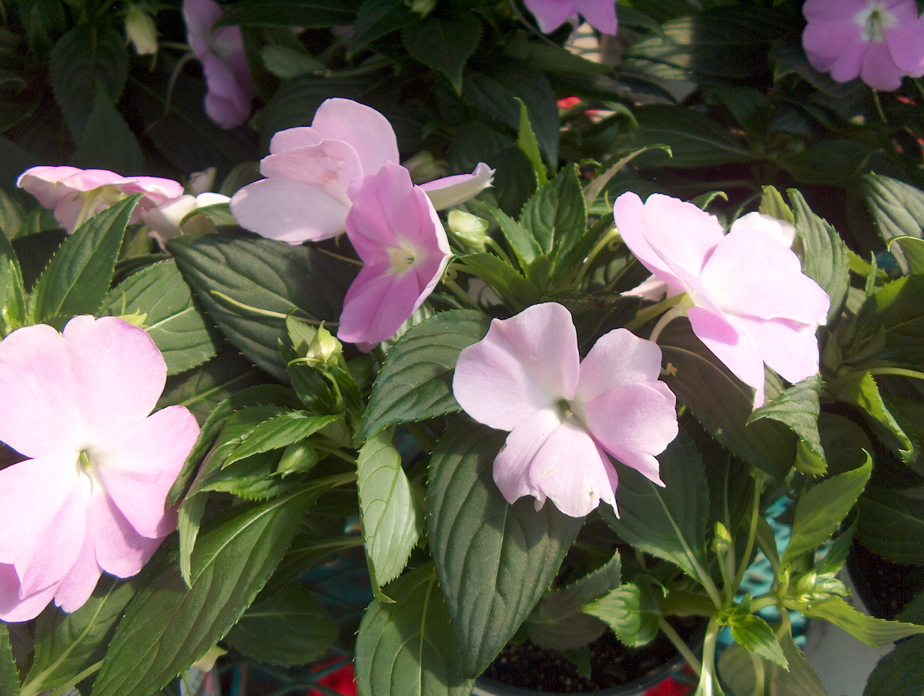 Online Plant Guide Impatiens 'New Guinea' / New Guinea Impatiens
